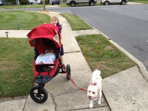 Max pushing Nathaniel in the stroller with Fenway tied to it after being groomed on Friday. 