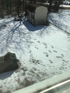 I thought it was funny seeing how Fenway walked in the snow. If you look you can see his little foot prints in the snow and they are anything but straight lines. There is also Tony's big foot prints too. 