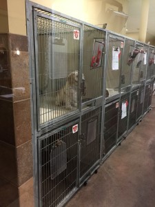 Fenway at kennel for our trip to Hershey.