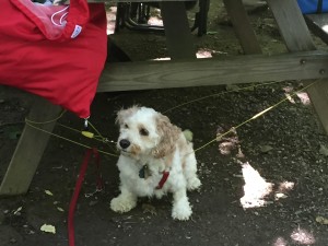 Fenway, poor Fenway! He hated the trip. Whined every time one of us went anywhere even if there was someone with him. Then he got all tangled up!