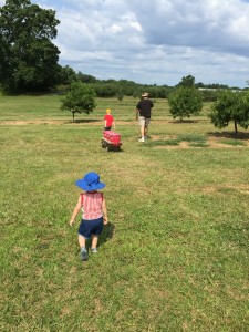 Peach picking!