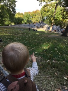 Look at the rocks in Central Park!