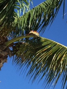 We even saw an iguana in a tree!