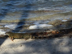 Iguana in the sand!